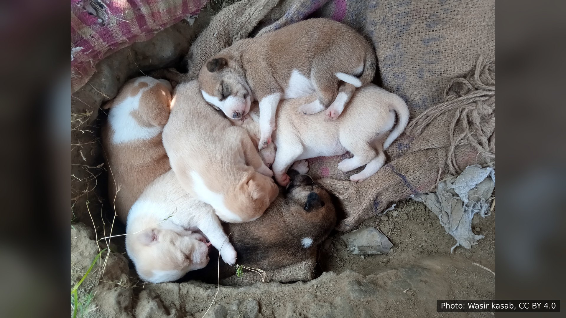 Newborn Indian puppies curled up together