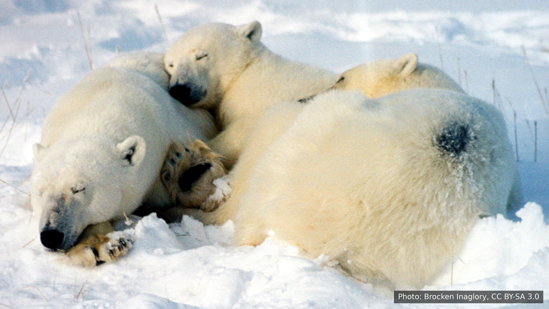 A polar bear mother and her two cubs asleep in the snow at Churchill, Manitoba